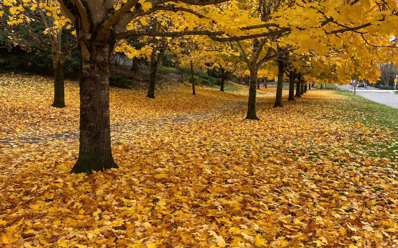 Park covered in fall leaves