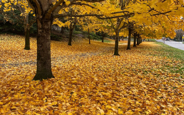 Park covered in fall leaves